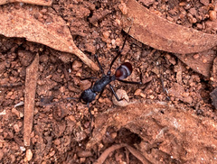 Rhytidoponera taurus