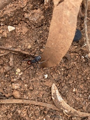 Rhytidoponera taurus