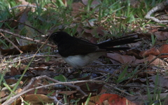 Acanthaeschna victoria