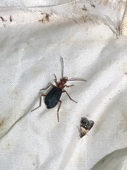 Brachinus elongatulus