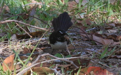Acanthaeschna victoria