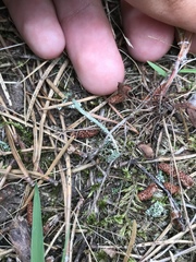 Cladonia multiformis