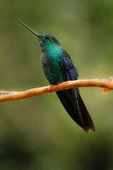 Pterophanes cyanopterus