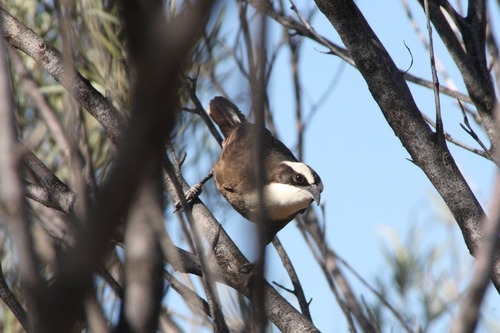 Hall's Babbler (Pomatostomus halli), photo 3