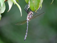 Macromia pacifica × taeniolata