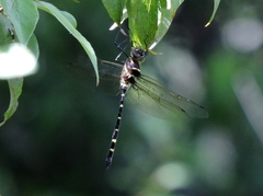 Macromia pacifica × taeniolata