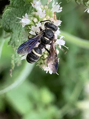Smoky-winged Beetle Bandit Wasp photo 3