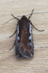 Euxoa costata