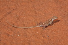 Ctenophorus isolepis