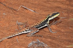 Ctenophorus isolepis