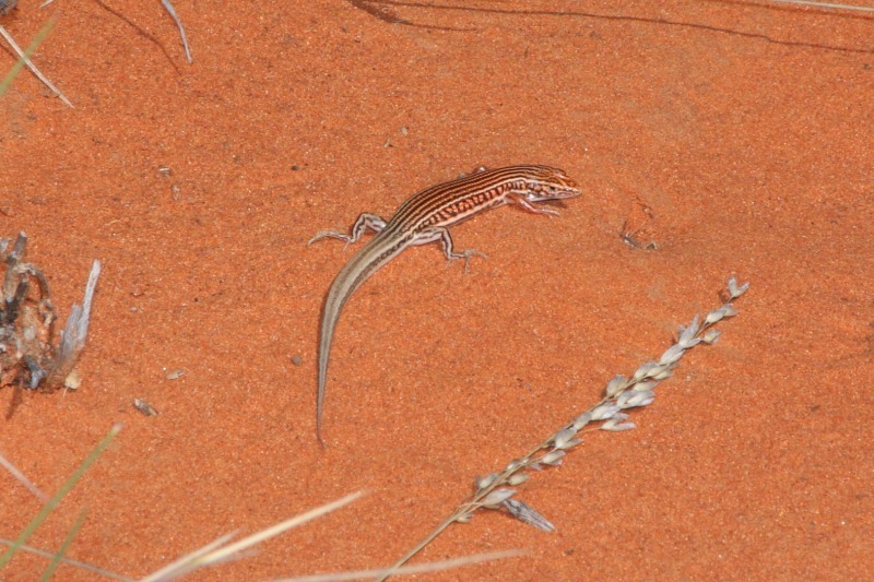 Lake Torrens Striped Ctenotus from Windorah QLD 4481, Australia on ...