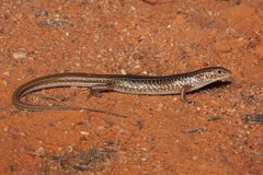 Ctenotus leonhardii