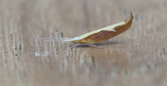 Ypsolopha dentiferella