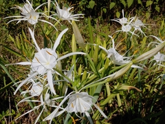 Hymenocallis occidentalis