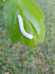 Macremphytus tarsatus