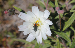 Eupompha elegans elegans
