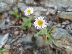 Erigeron nivalis
