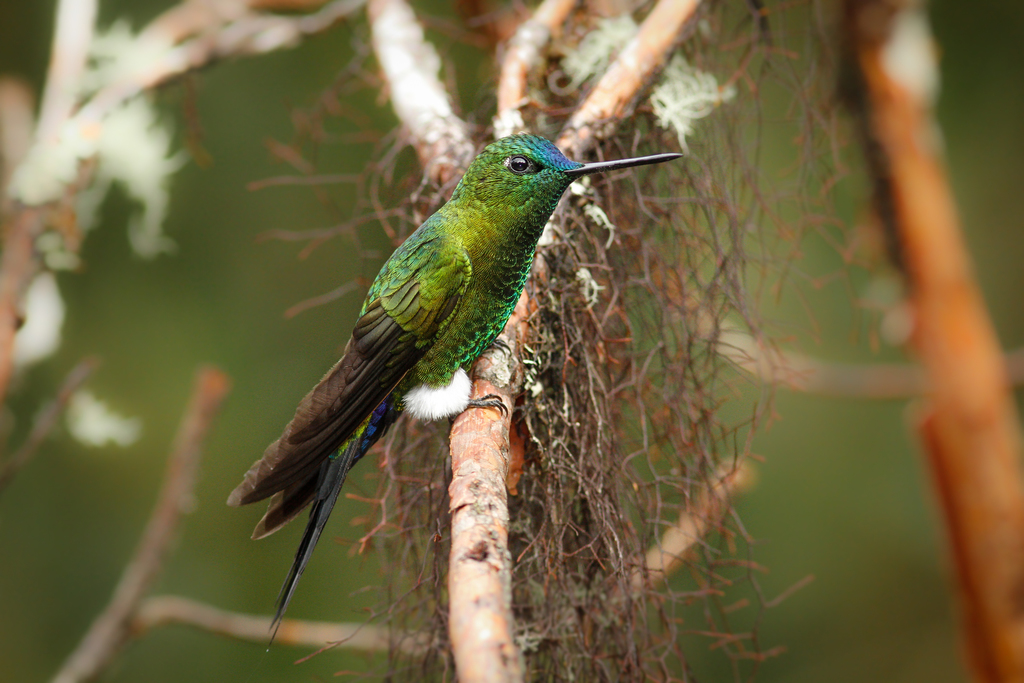 Typical Pufflegs