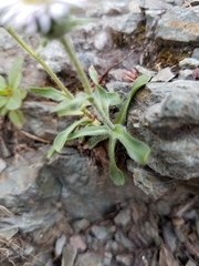 Erigeron nivalis
