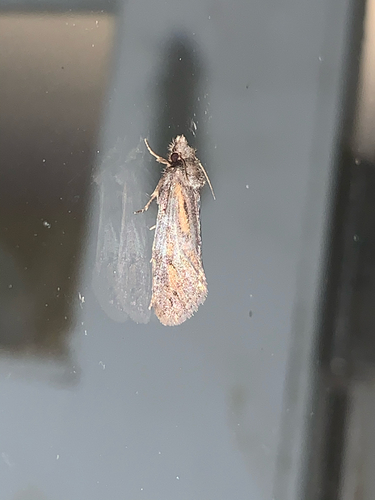 Clemens' Grass Tubeworm Moth