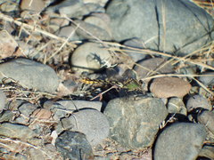Ophiogomphus occidentis
