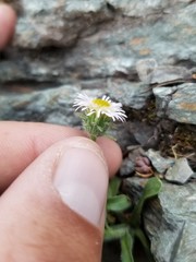 Erigeron nivalis