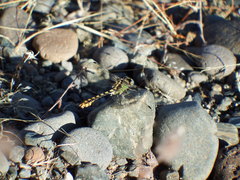 Ophiogomphus occidentis