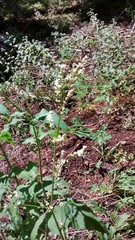 Koenigia phytolaccifolia