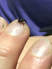 Chalcodermus
