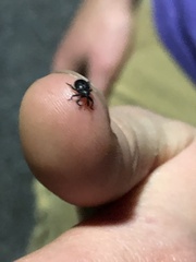 Chalcodermus