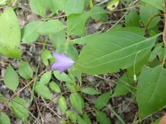 Campanula petiolata