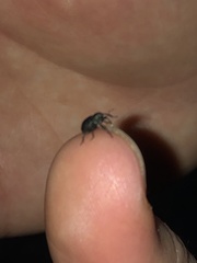 Chalcodermus