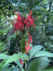 Pachystachys coccinea