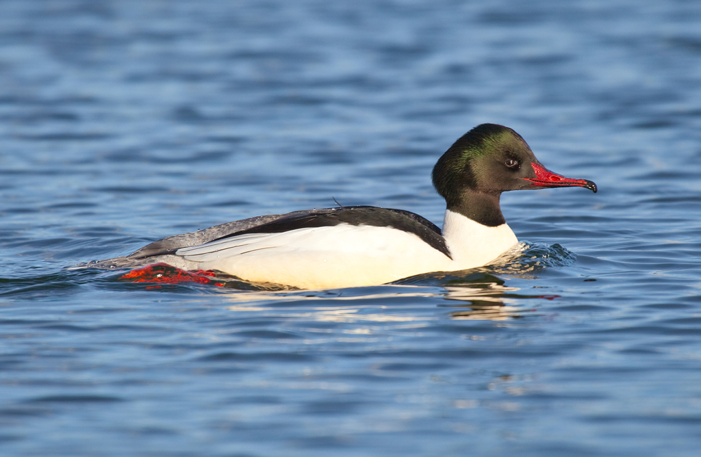 Goosander