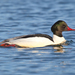 Goosander - Photo (c) Bengt Nyman, some rights reserved (CC BY)
