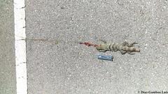 Ctenosaura similis similis