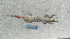 Ctenosaura similis similis