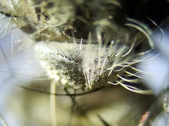 Efferia aestuans