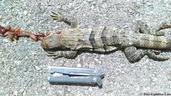 Ctenosaura similis similis