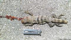 Ctenosaura similis similis