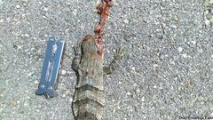 Ctenosaura similis similis