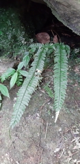Polystichum hancockii