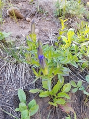 Gentianopsis barbellata