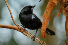 Diglossa lafresnayii