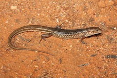 Ctenotus leonhardii