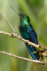 Pterophanes cyanopterus