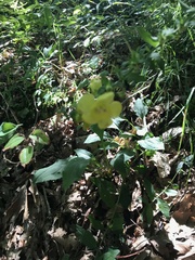 Aureolaria grandiflora