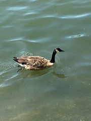 Branta canadensis
