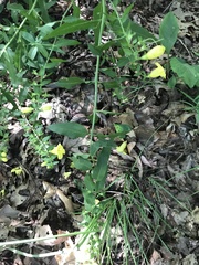Aureolaria grandiflora