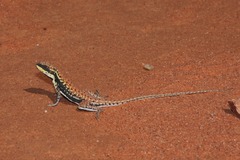 Ctenophorus isolepis